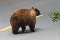 - Cinnamon Black Bear Sow Walking Down a Closed Road, Yosemite NP -