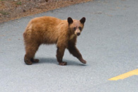 - Cinnamon Black Bear Cub Walking Across a Closed Road, Yosemite NP -