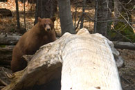 - Cinnamon Black Bear Sow Crossing the Merced River on a Fallen Tree, Yosemite NP -
