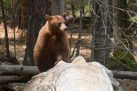- Cinnamon Black Bear Sow Crossing the Merced River on a Fallen Tree, Yosemite NP -
