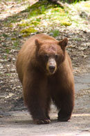 - Cinnamon Black Bear Sow, Yosemite NP -