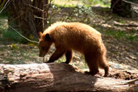 - Cinnamon Black Bear Cub Walking on a Fallen Tree, Yosemite NP -