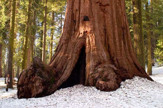 - Hiker Standing Behind a Giant Sequoia in Winter, Mariposa Grove, Yosemite NP -