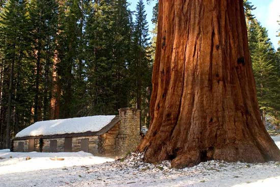 - Giant Sequoia Next to a Cabin in Winter, Mariposa Grove, Yosemite NP -