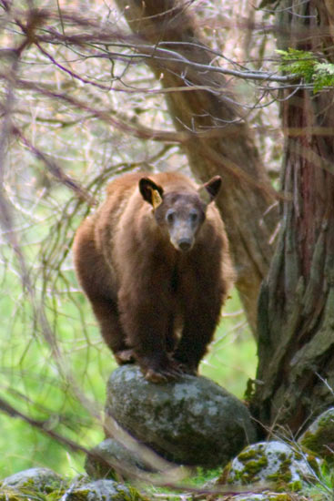 - Tagged Cinnamon Black Bear Sow Standing on a Rock, Yosemite NP -
