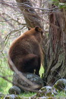 - Tagged Cinnamon Black Bear Sow Sitting on a Rock, Yosemite NP -