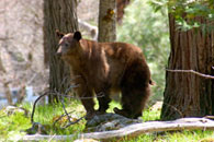 - Tagged Cinnamon Black Bear Sow Standing on a Rock, Yosemite NP -