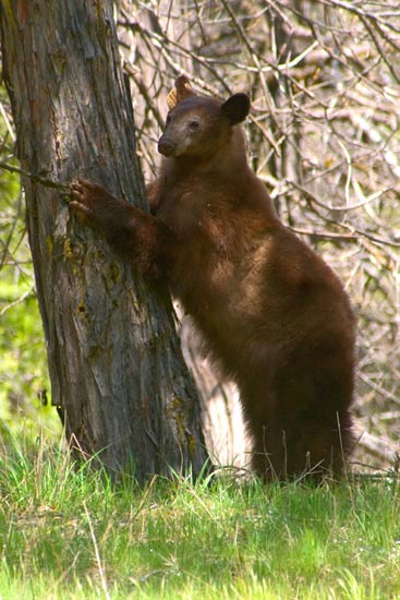 - Tagged Cinnamon Black Bear Sow Standing Up Against a Tree, Yosemite NP -