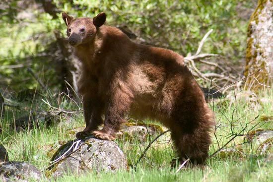 - Tagged Cinnamon Black Bear Sow Propped up on a Rock, Yosemite NP -