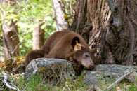 - Tagged Cinnamon Black Bear Sow Sleeping on a Rock, Yosemite NP -