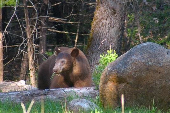 - Tagged Cinnamon Black Bear Sow Eating Grass, Yosemite NP -