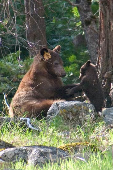 - Tagged Cinnamon Black Bear Sow Playing with Her Cub, Yosemite NP -