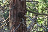 - Black Bear Cub Resting on a High Branch, Yosemite NP -