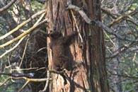 - Black Bear Cub Climbing High in a Tree, Yosemite NP -
