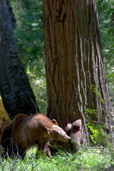 - Cinnamon Black Bear Sow Nipping at her Cub to Prompt Climbing, Yosemite NP -