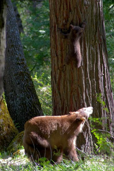 - Cinnamon Black Bear Sow Watching Her Cub Climb, Yosemite NP -