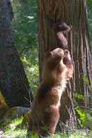 - Cinnamon Black Bear Sow Pulling Her Cub Down From a Tree, Yosemite NP -