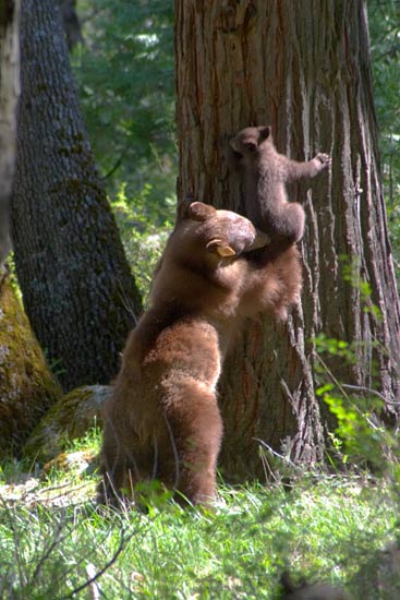 - Cinnamon Black Bear Sow Pulling Her Cub Down From a Tree, Yosemite NP -