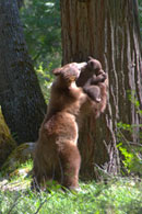 - Cinnamon Black Bear Sow Cradling Her Cub, Yosemite NP -