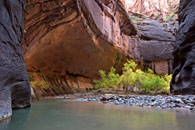 - Cottonwoods in Fall Color in a Deep Alcove in the Virgin River Narrows, Zion NP -