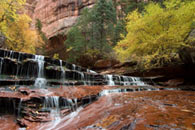 - Archangel Cascades and Fall Colors, Left Fork of the North Creek, Zion NP -