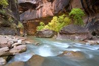 - Cottonwoods in Fall Color and Rapids in the Virgin River Narrows, Zion NP -